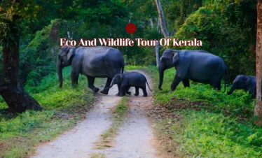 Eco And Wildlife Tour Of Kerala