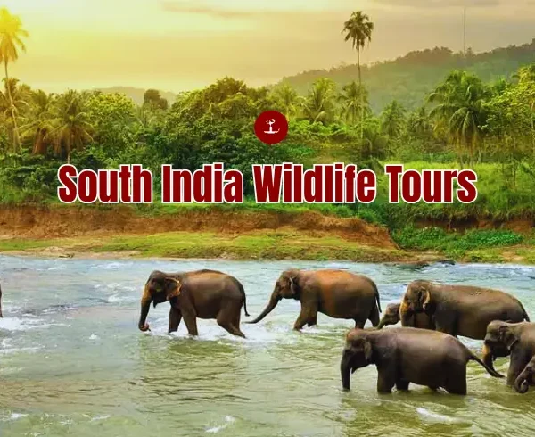 South India Wildlife Tours