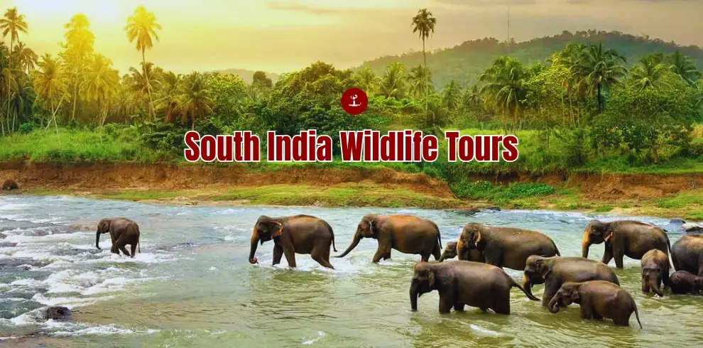 South India Wildlife Tours